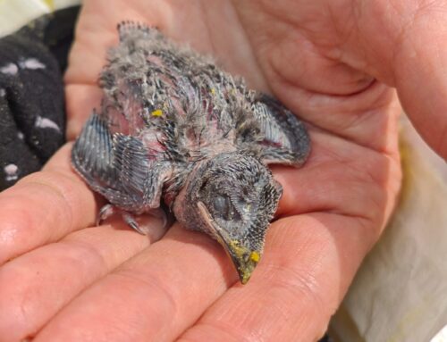 Cosa fare se trovi rondini, rondoni o balestrucci