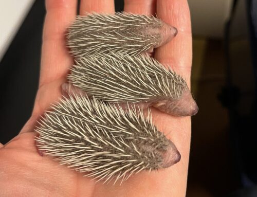 Cosa fare se trovi un Riccio?