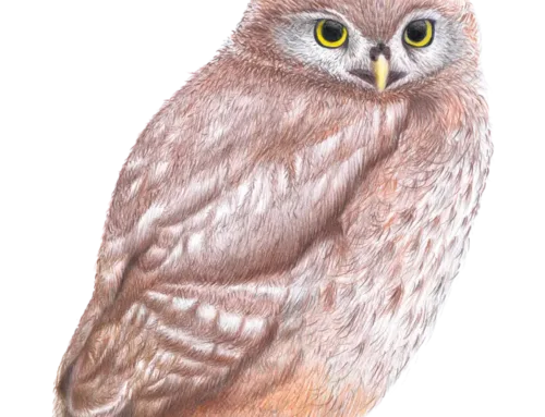 Cosa faccio se trovo un rapace adulto?