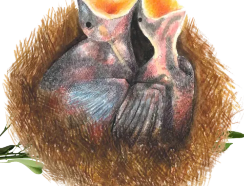 Cosa faccio se trovo un nidiaceo?