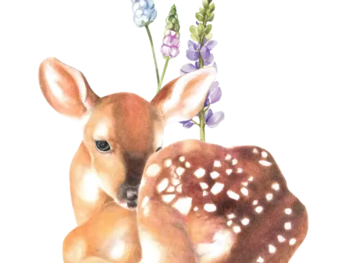 Cosa faccio se trovo un grande mammifero?